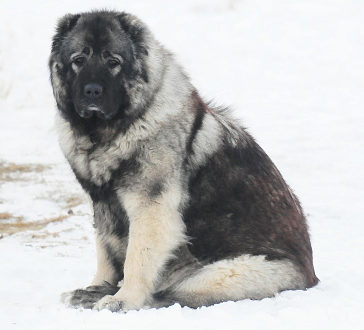 Нагази Грузинская овчарка