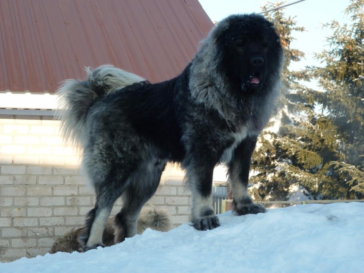 Чабанская собака пастушья