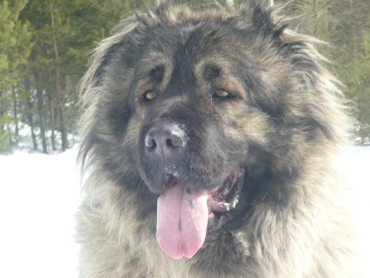 Гавр армянский волкодав