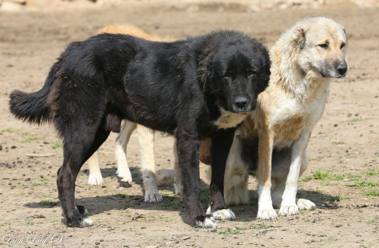 Кавказская овчарка волкодав