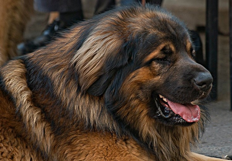 Грузинский волкодав нагази