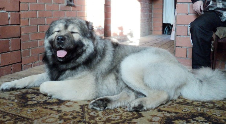 Кавказская овчарка