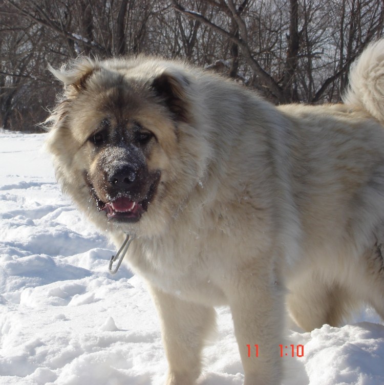 Кавказская овчарка