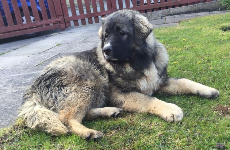 Волкодав длинношерстный