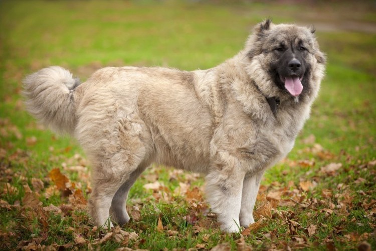 Кавказская овчарка грустная