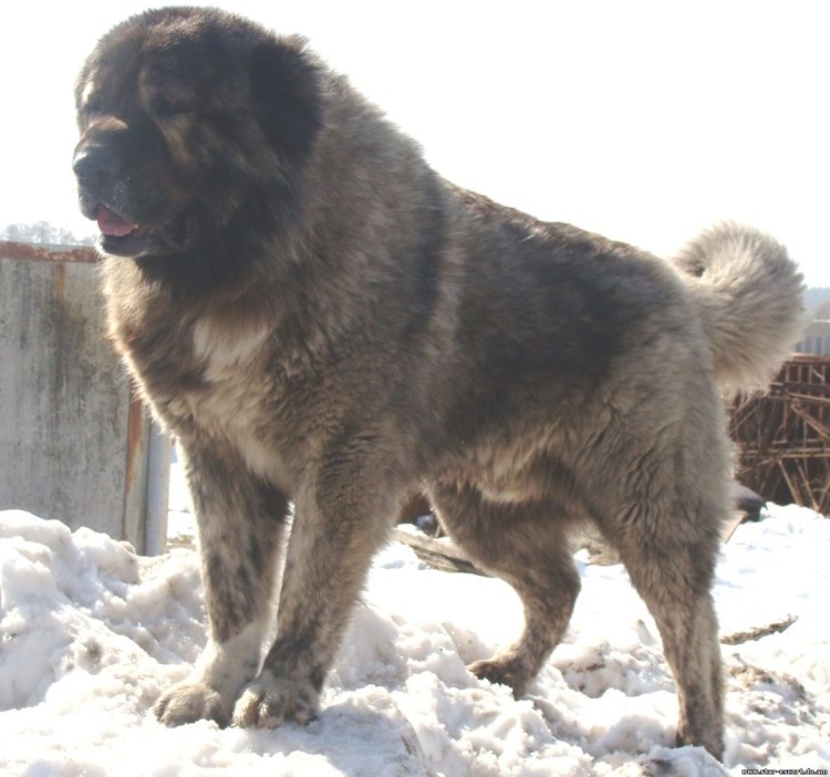 Кавказская овчарка 100 кг