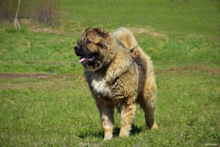 Кавказская овчарка