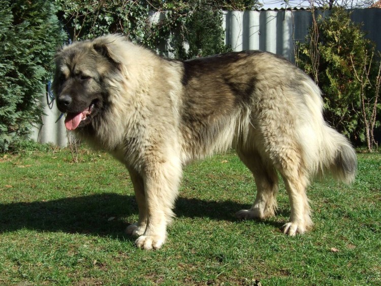 Белая Кавказская овчарка- волкодав