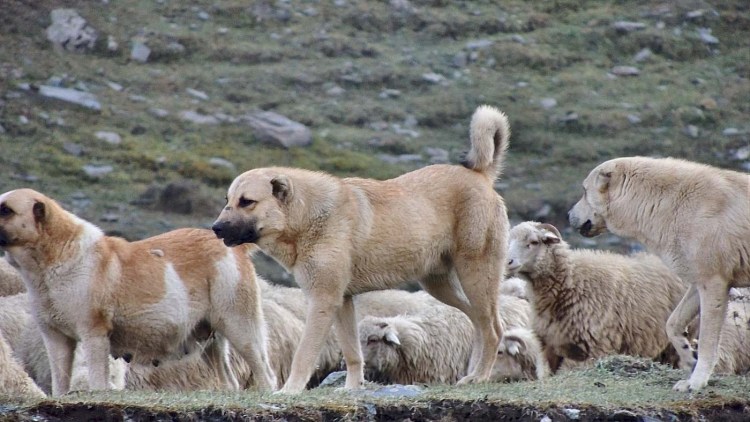 Нагази Грузинская овчарка