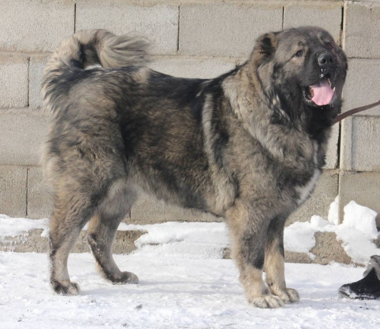 Тибетский мастиф Хонг Донг