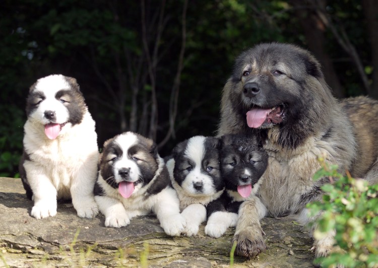 Кавказская овчарка пастушья