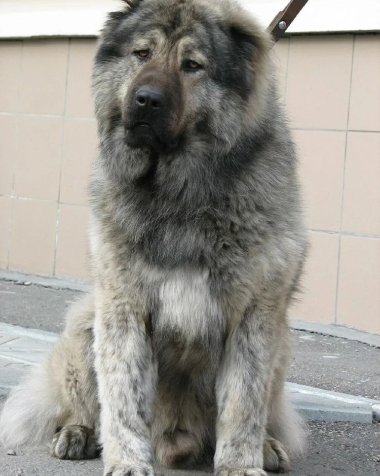 Немецкая овчарка Бадди