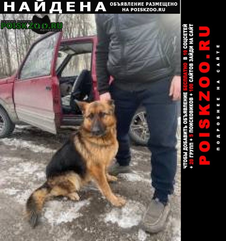 Кавказская овчарка светлая