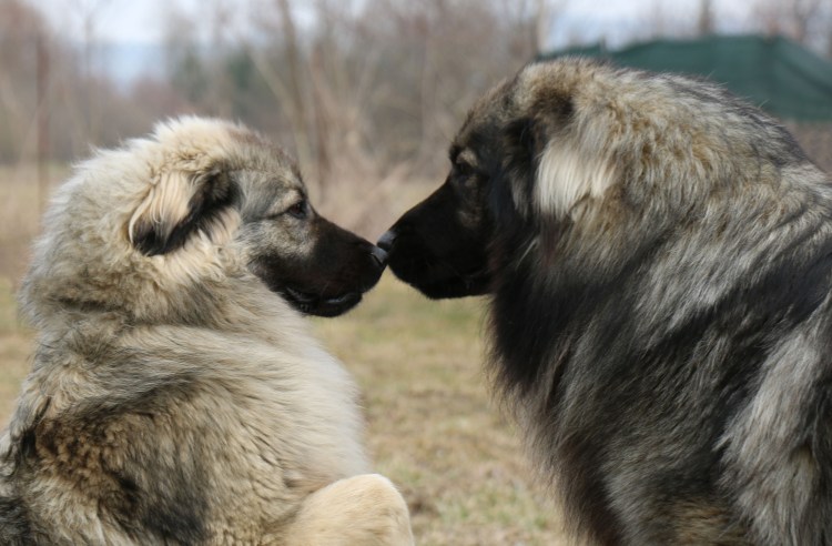 Алабай против кавказской овчарки