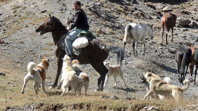 Нагази Грузинская Горная сторожевая собака