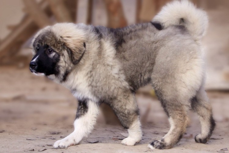 Нагази Грузинская Горная