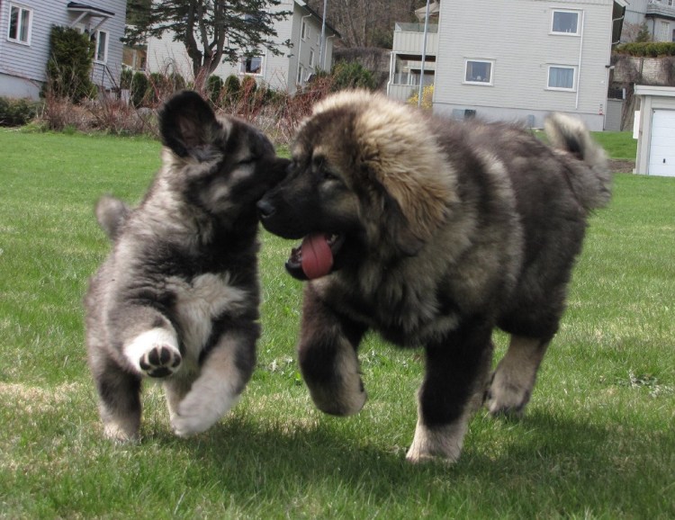 Кавказская сторожевая овчарка рыжая