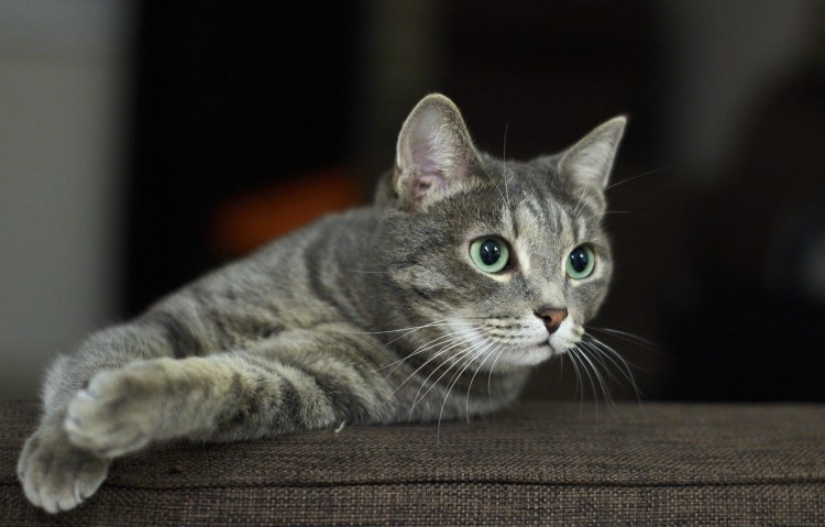 Кошка европейская короткошерстная серая полосатая