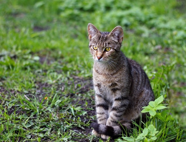 Европейская короткошерстная табби