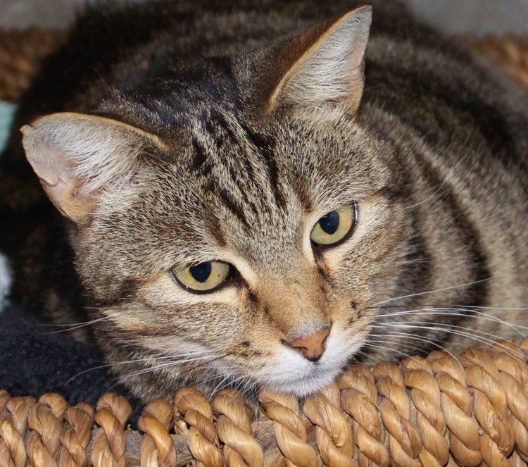 Серые полосатые коты