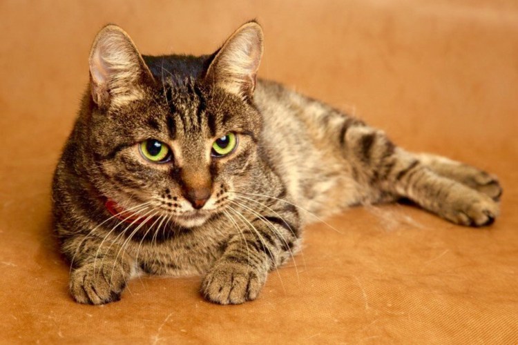 Азиатская табби кошка полосатая