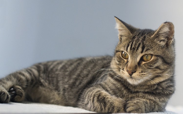 Полосатые кошки беспородные