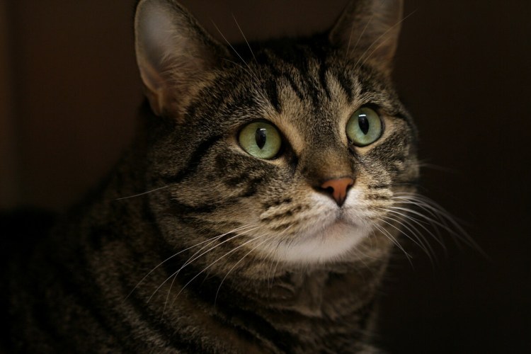 Тэбби Кэт порода