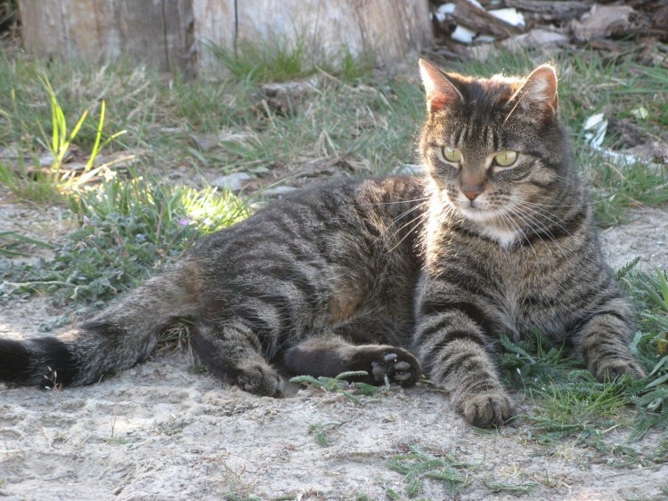 Европейская короткошерстная табби