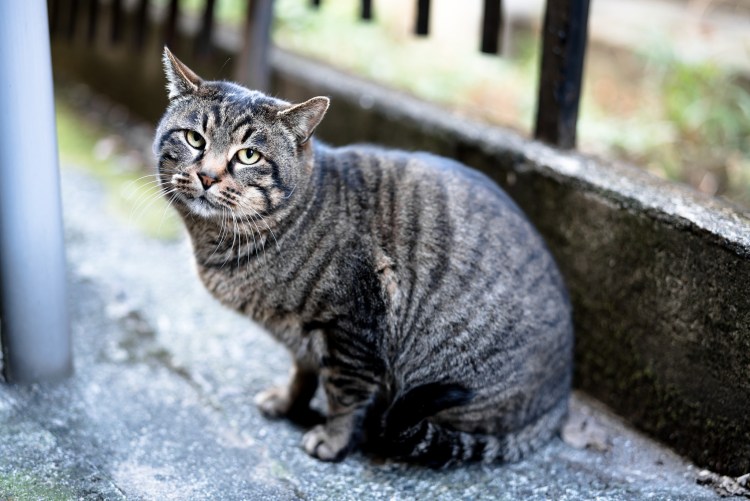 Европейская короткошерстная кошка черепаховая