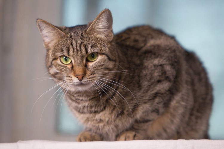 Европейская кошка серая