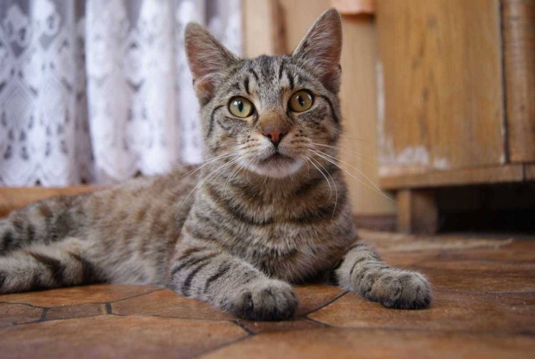 Кот дворовый полосатый