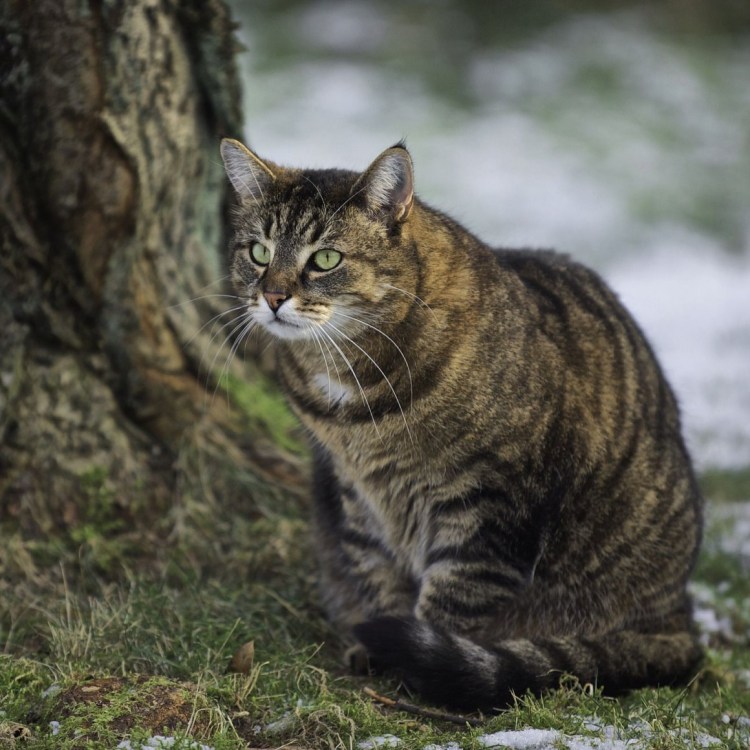 Европейская короткошерстная кошка табби