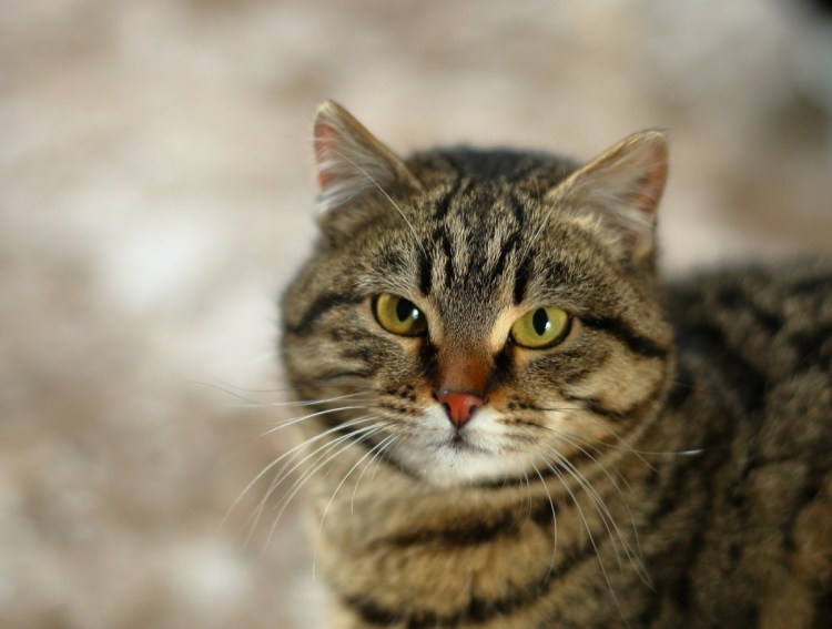 Здоровый кот