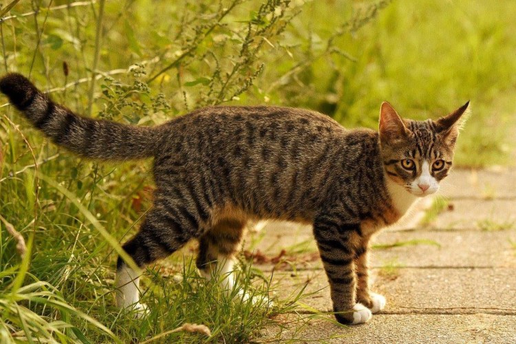 Европейский короткошерстный кот полосатый