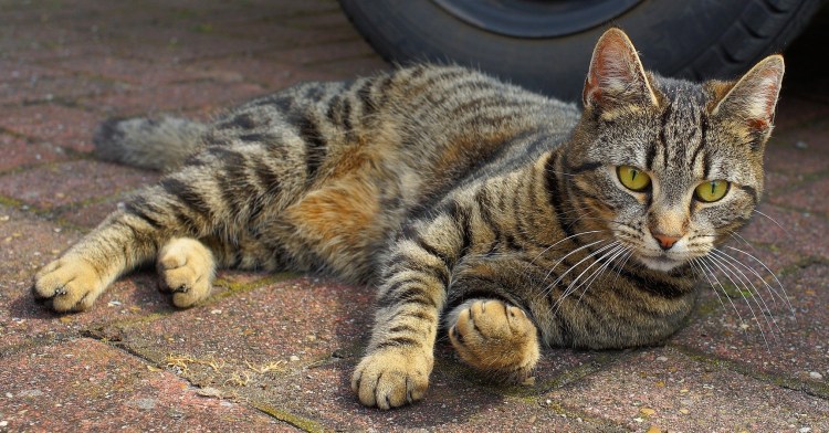 Кошка домашняя