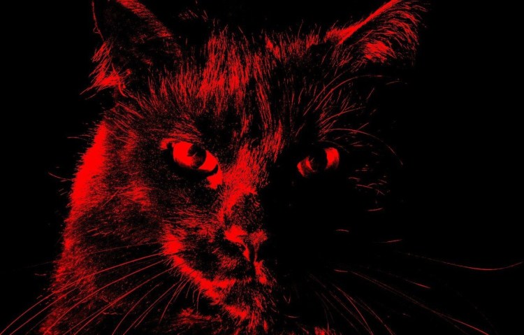Чёрный кот с красными глазами