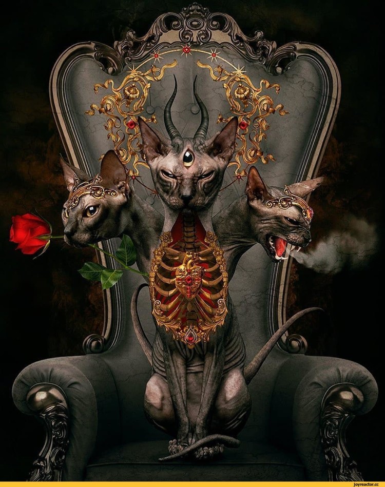 Коты дьяволы