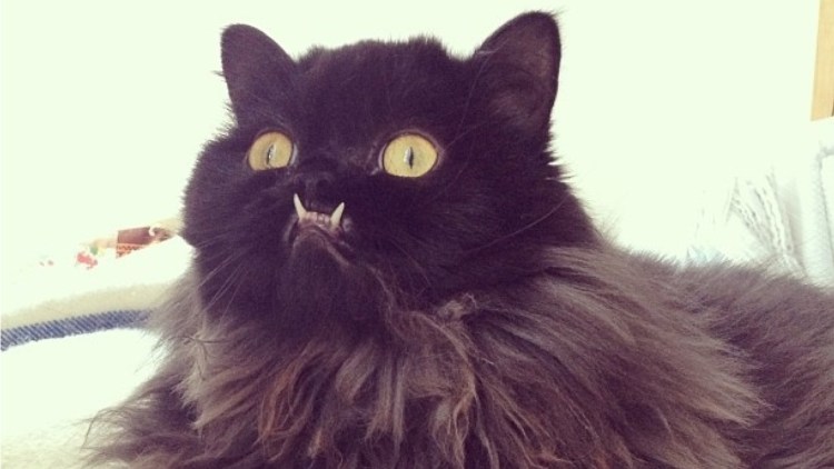 Демонический кот