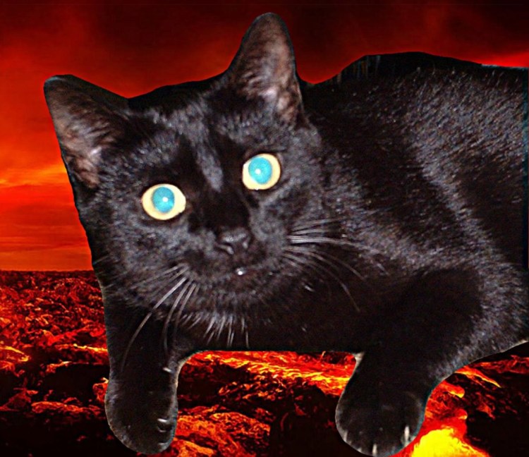 Зловещий кот