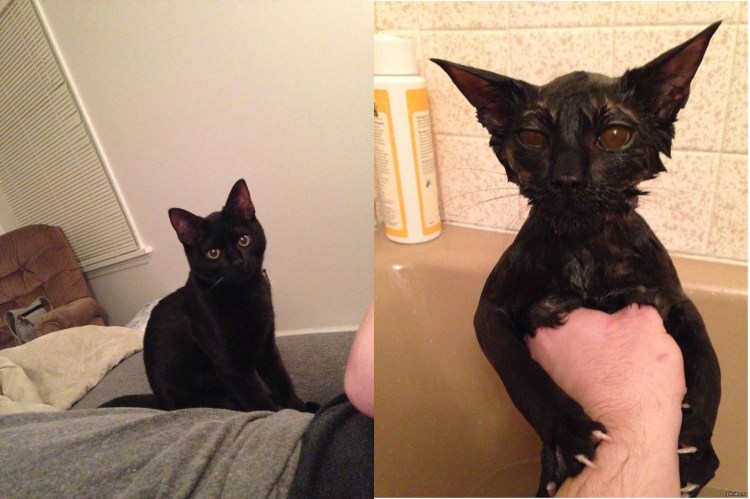 Черные коты вызывающие дьявола