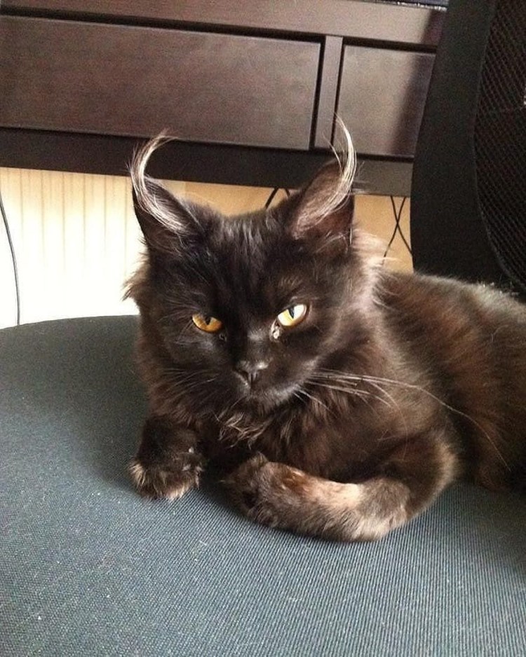 Котик с рожками