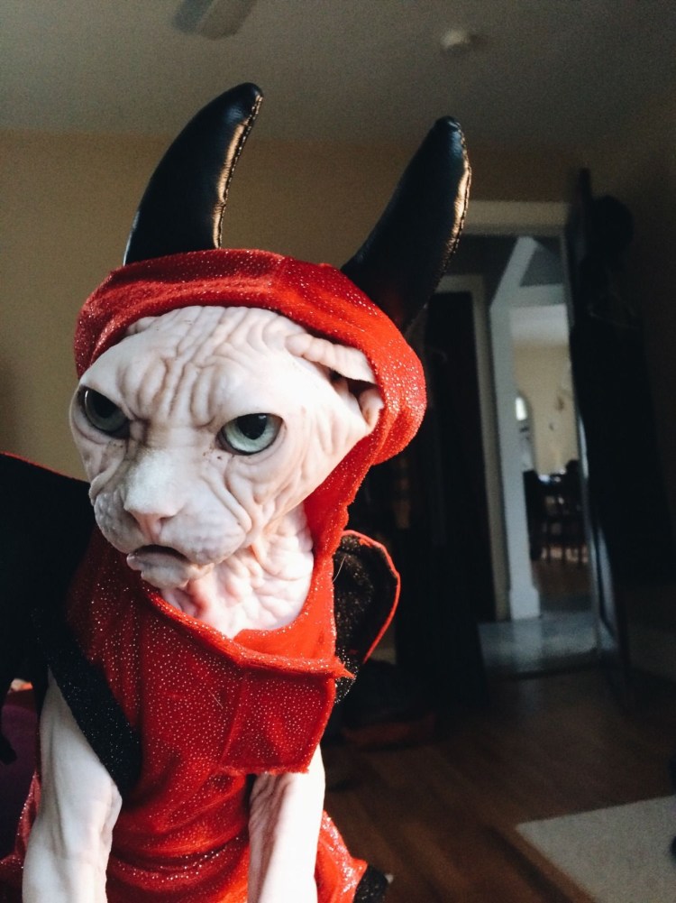 Сфинкс в новогоднем костюме