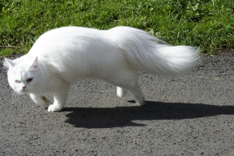 Белый британец с серыми ушками