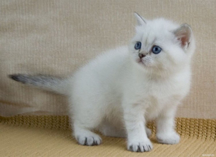 Турецкая ангора биколор