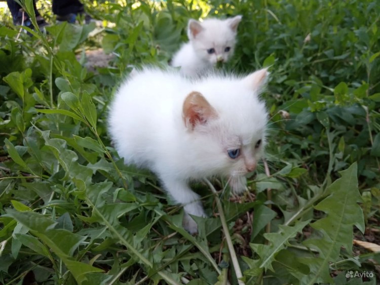 Котята Омск серые