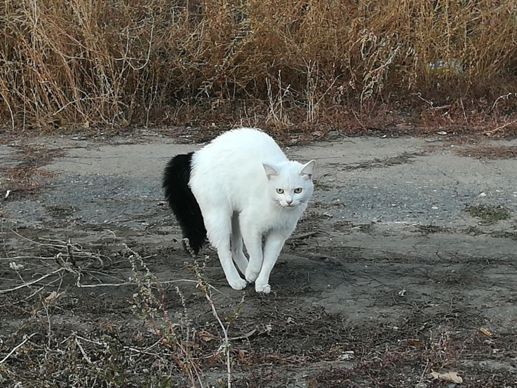 Балинезийская кошка