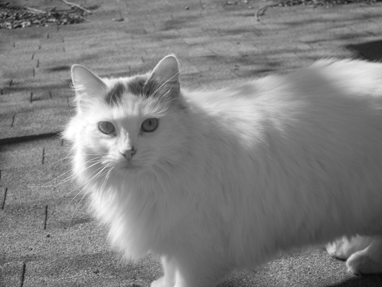 Кот с полосатым хвостом