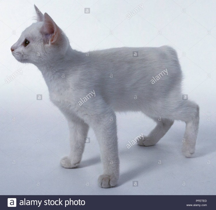 Турецкая ангора серая