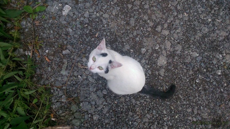 Порода кошек турецкая ангора