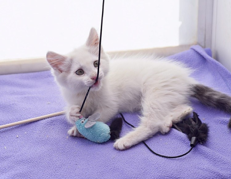 Турецкий ангорский кот